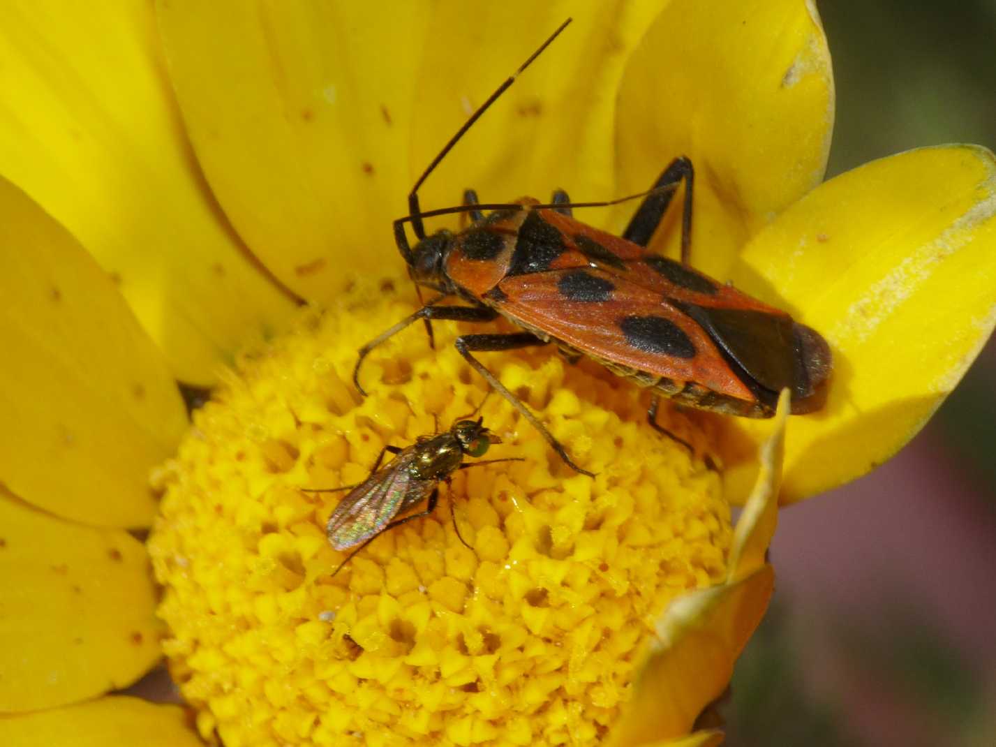 Miridae: Calocoris nemoralis f. hispanica del Lazio